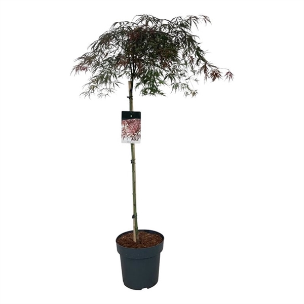 <h4>Acer pal. 'Garnet'</h4>