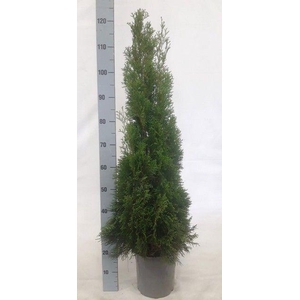 THUJA O SMARAGD