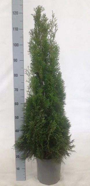 <h4>THUJA O SMARAGD</h4>