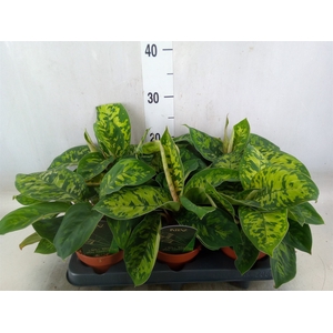 Homalomena  'Camouflage'