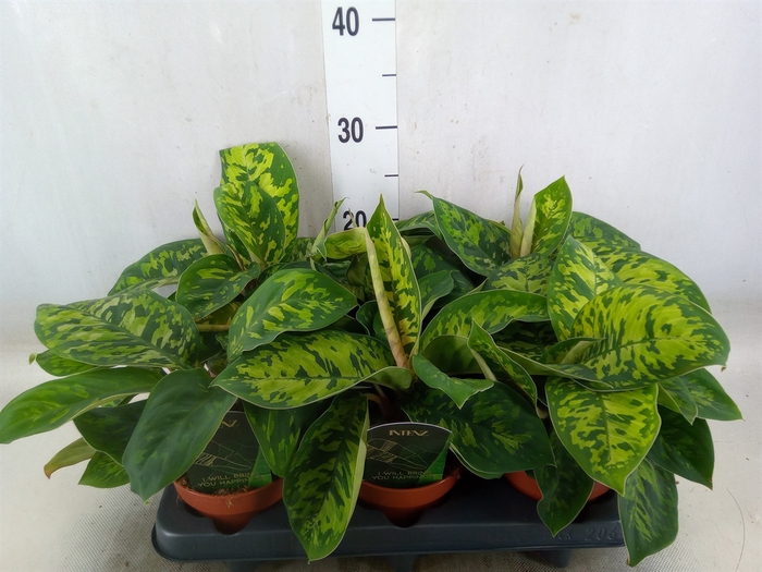 <h4>Homalomena  'Camouflage'</h4>