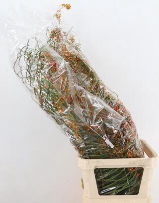 <h4>ROSA CORALLO ORANGE 120CM</h4>