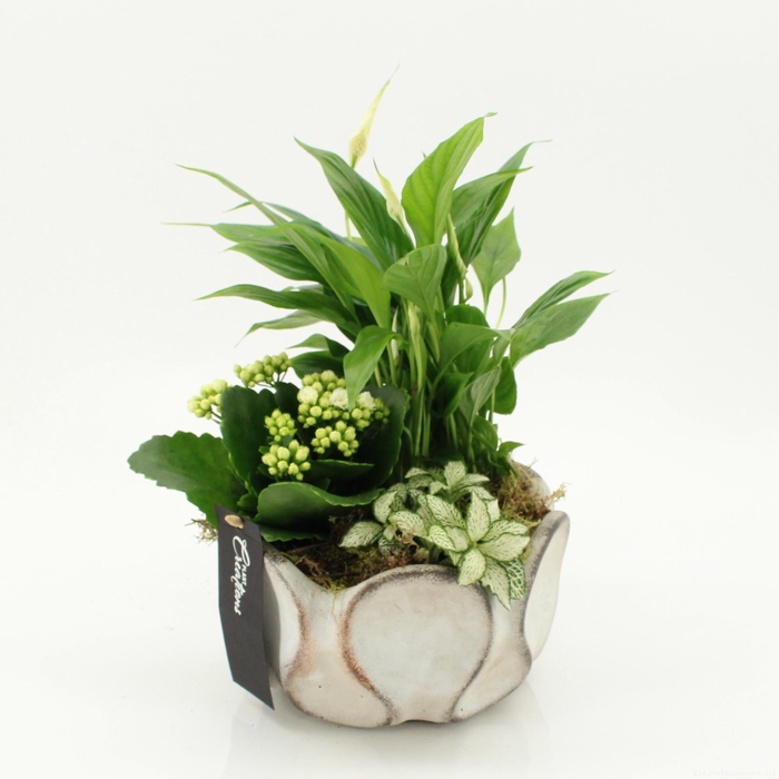 <h4>ARR KAMERPL BLOEI</h4>