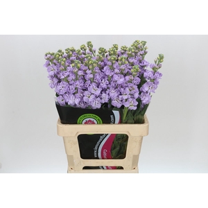 Matthiola Iron Marine