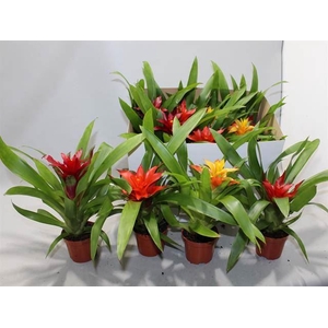 Guzmania   ...mix