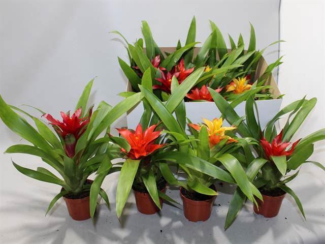 <h4>Guzmania   ...mix</h4>