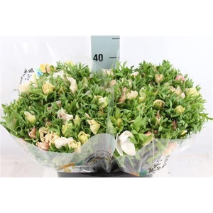 Anemoon Mistral White