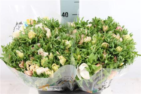 <h4>Anemoon Mistral White</h4>