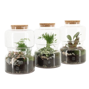 90687: Terrarium arrangement