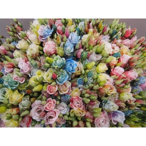 Eust G Rosi G Rainbow