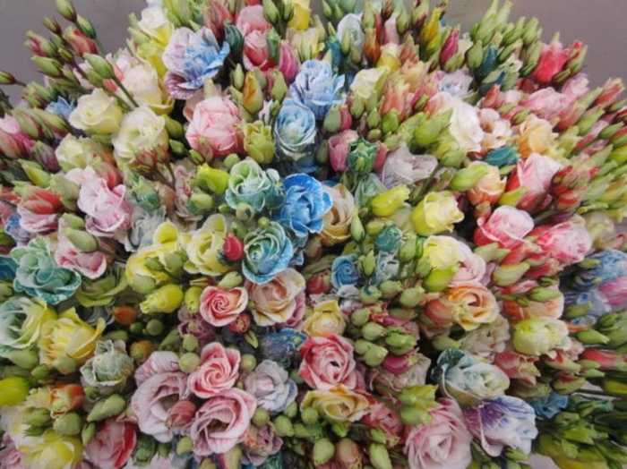 <h4>Eust G Rosi G Rainbow</h4>