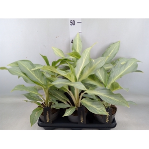 Aglaonema   ...