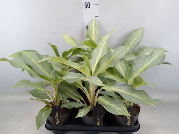 <h4>Aglaonema   ...</h4>