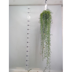 Senecio ...