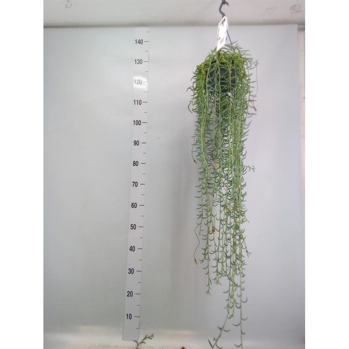 <h4>Senecio   ...</h4>