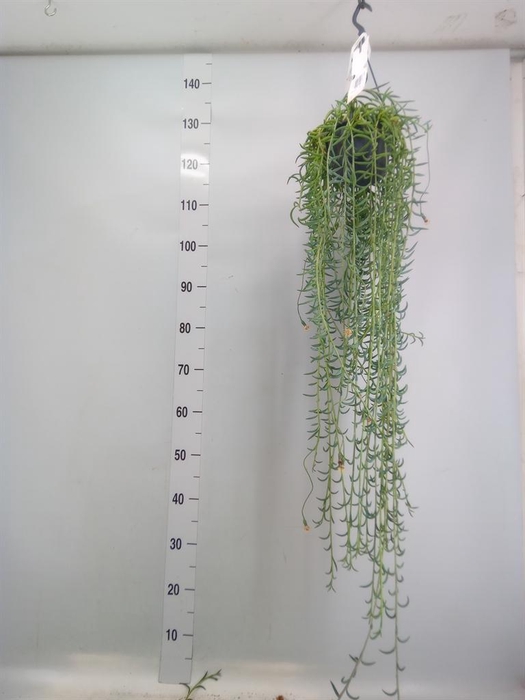 Senecio   ...