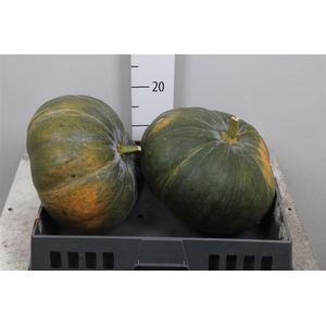 Cucurbita Pepo