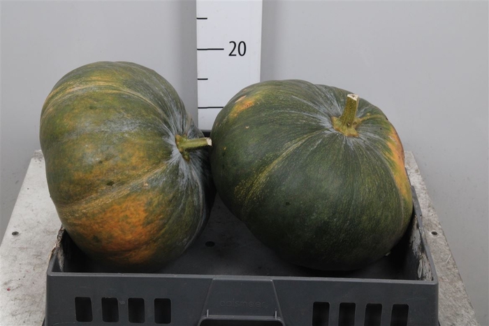 <h4>Cucurbita Pepo</h4>
