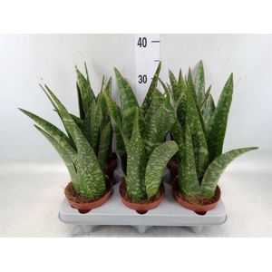 Sansevieria   ...