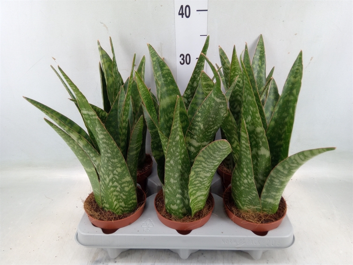 <h4>Sansevieria   ...</h4>