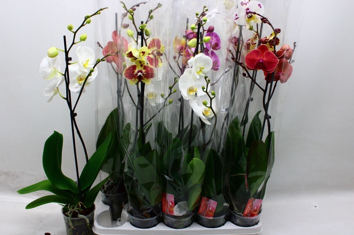 <h4>PHAL GEM</h4>