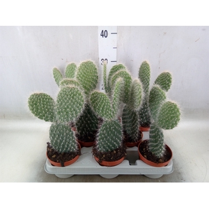 Opuntia