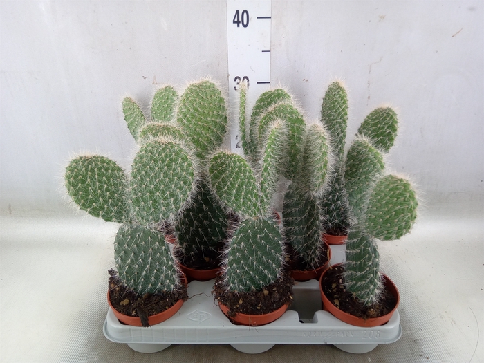 <h4>Opuntia</h4>
