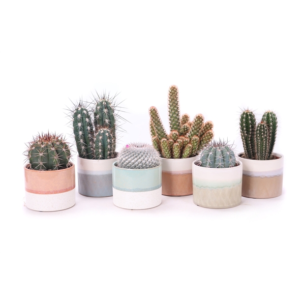 <h4>Cactus mix 10,5 cm in menton sierpot</h4>