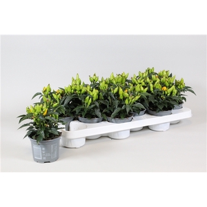 Capsicum annuum Salsa Yellow