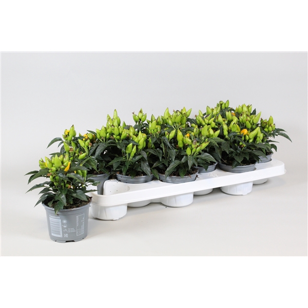 <h4>Capsicum annuum Salsa Yellow</h4>