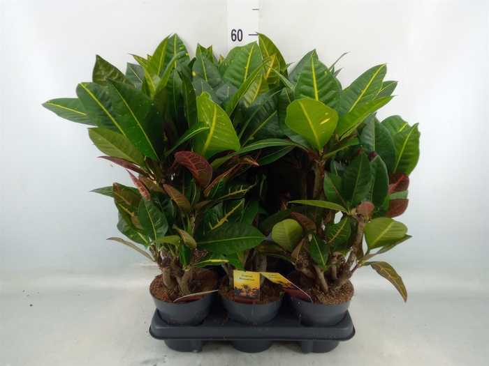 <h4>Codiaeum var. GR 'Petra'</h4>