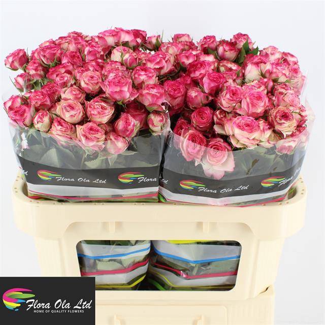 <h4>R Tr EyeOpener Flora Ola</h4>