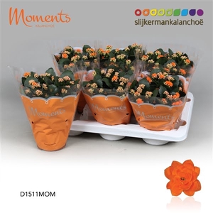 Kalanchoe Moments - Orange