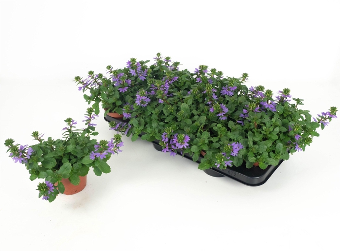 <h4>Scaevola Aemula Touch Blue</h4>