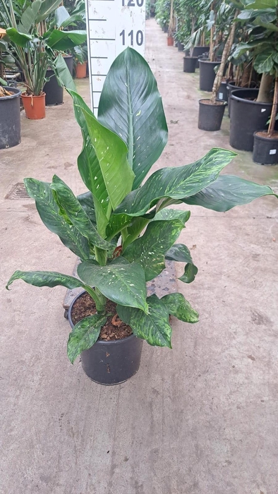 <h4>Dieffenbachia Memoria Corsii 110</h4>