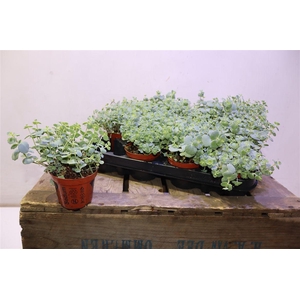 arr8 Sedum Sieboldii