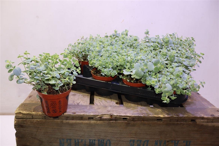 <h4>arr8 Sedum Sieboldii</h4>