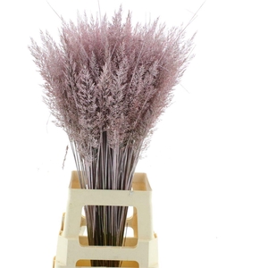 Calamagrostis Brachy Licht Roze