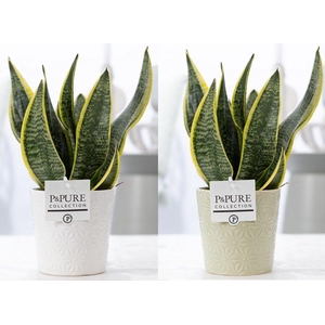 Sansevieria Trif. 