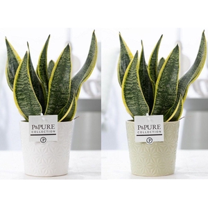 Sansevieria Trif. 
