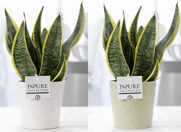 <h4>Sansevieria Trif. "Futura Superba" in P&PURE Juliette cer. 2 ass</h4>