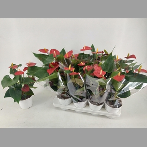 ANTHU AN RED CHAMPIO