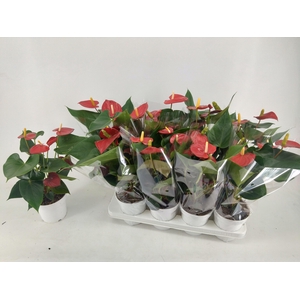 ANTHU AN RED CHAMPIO