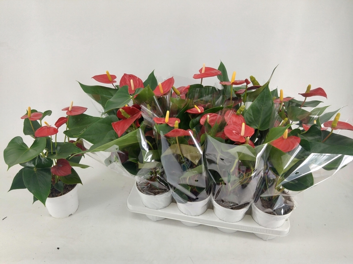 <h4>ANTHU AN RED CHAMPIO</h4>