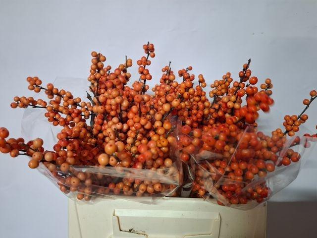 <h4>ILEX VE WINTER GOLD</h4>