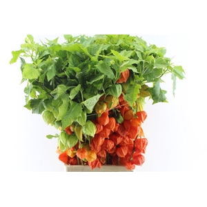 Physalis Lampion Branch