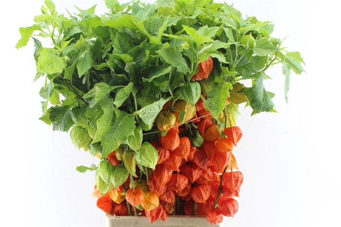 <h4>Physalis Lampion Branch</h4>