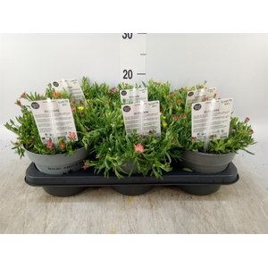 Delosperma coop. 'JewDesert'  ..mix