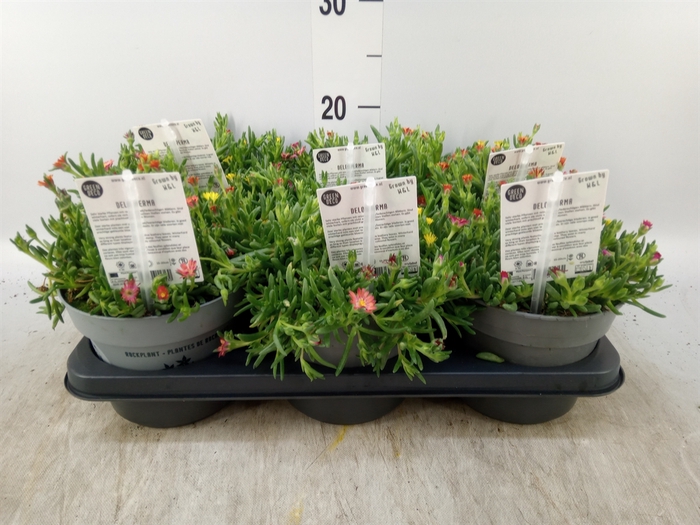 <h4>Delosperma coop. 'JewDesert'  ..mix</h4>