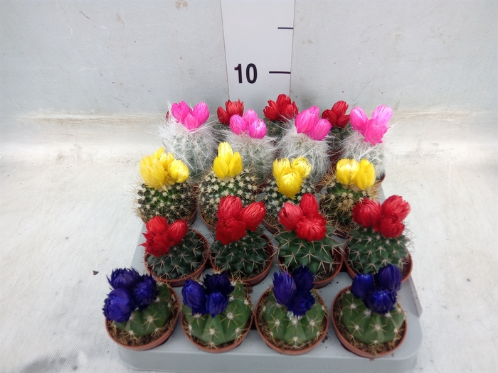 <h4>Cactus   ...decorated</h4>